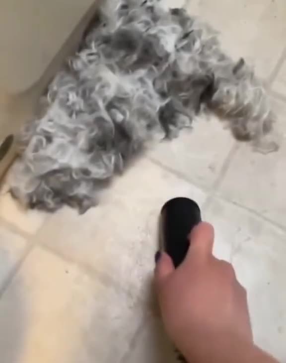 funny|prank|jokes|funny jokes|dad jokes|funny memes|funny video|fun|laughing|funny animal|knock