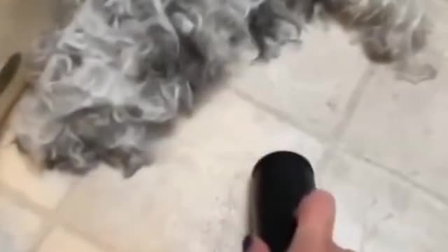 funny|prank|jokes|funny jokes|dad jokes|funny memes|funny video|fun|laughing|funny animal|knock