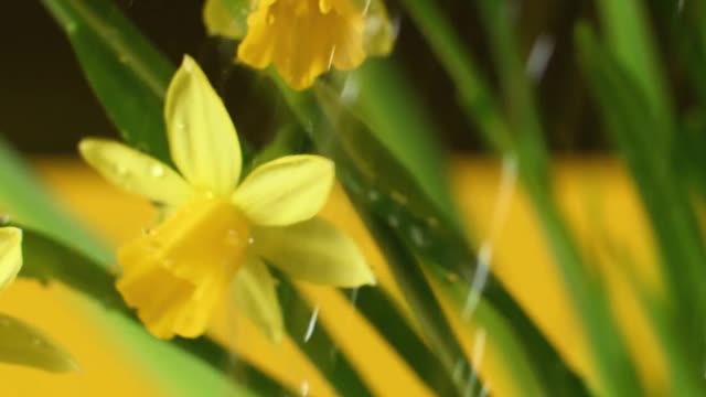 Beautiful Yellow Flower