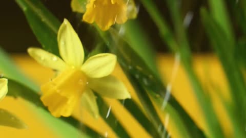 Beautiful Yellow Flower