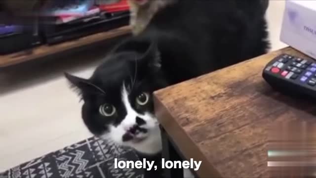 Is this cat speaking? wow so funny!