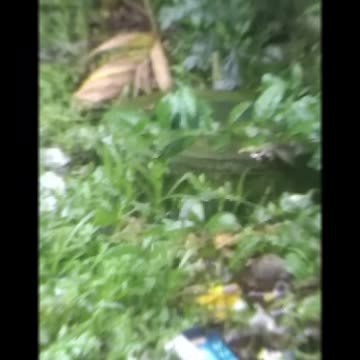 Little Birds Funny videos| Lovely Little birds videos and Little Hen song