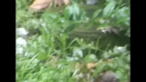 Little Birds Funny videos| Lovely Little birds videos and Little Hen song