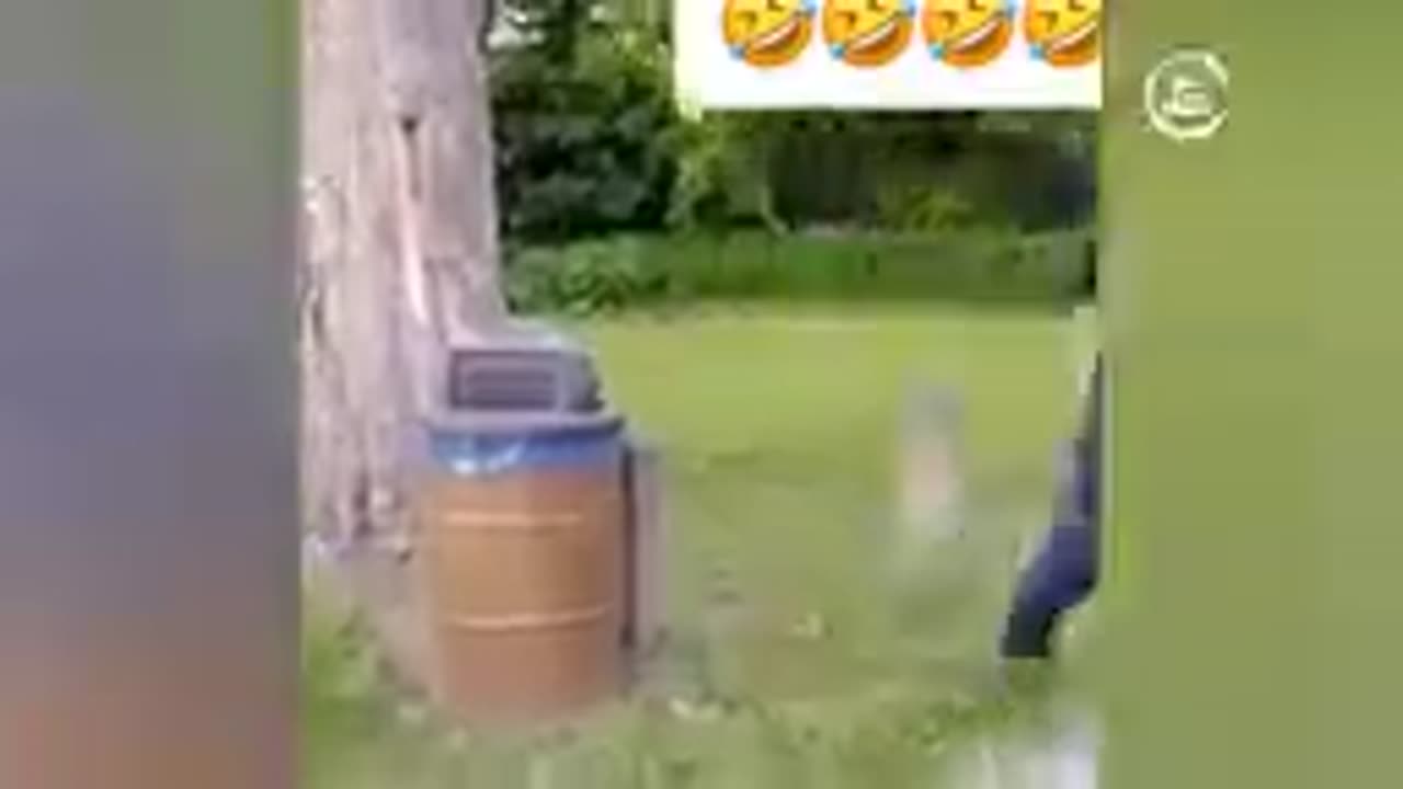Funny animal video