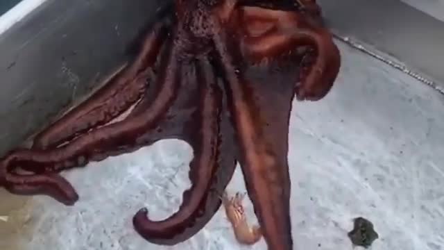 squid