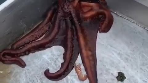 squid