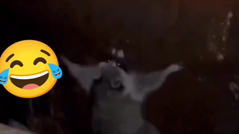 Animals fanny dancing video