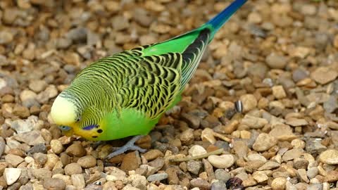 Bird parrot pet 🐦🐦