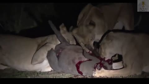 BlackRock pride catch Warthog (Viewer discretion Advised)