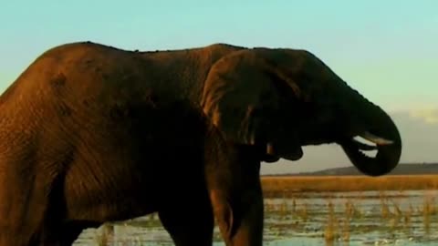 WILD ELEPHANT