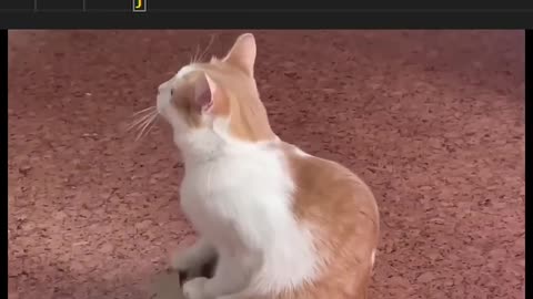 this cat needs overflow hidden #coding #programming #javascript #python