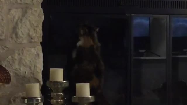 Brown cat paws at fireplace window