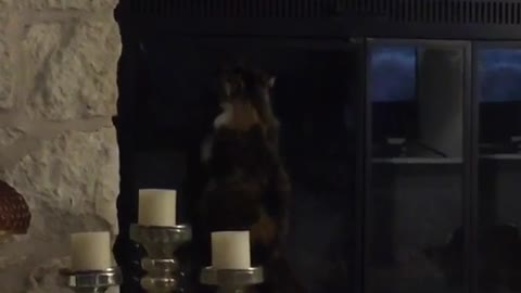 Brown cat paws at fireplace window
