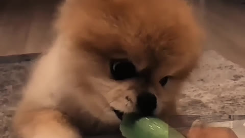 Cucumber eating dog