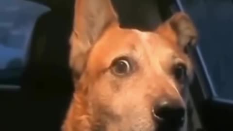 Funny dog