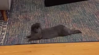Bunny chilling to Prince Music