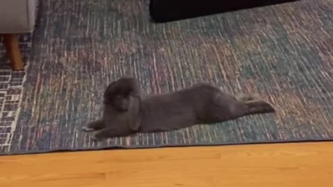 Bunny chilling to Prince Music