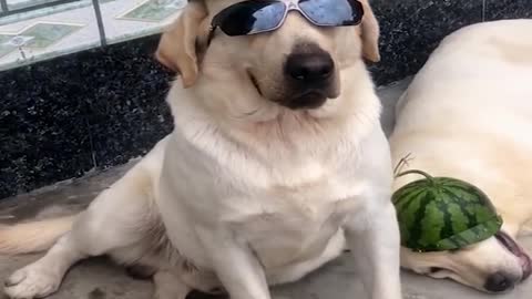 Funniest & Cutest Labrador Puppies - Funny Puppy Videos 2022