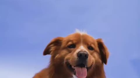 cute dog video for fun