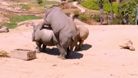 Funny animal meeting