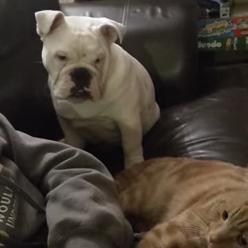 Cachorro celoso no puede soportar la atención que recibe el gato