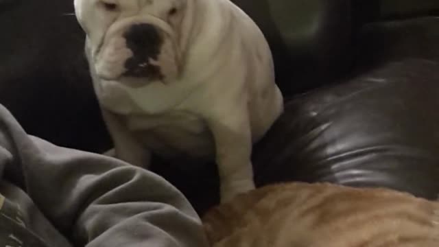 Cachorro celoso no puede soportar la atención que recibe el gato