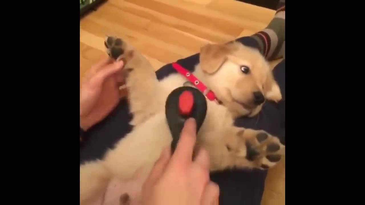 Labrador puppy enjoying