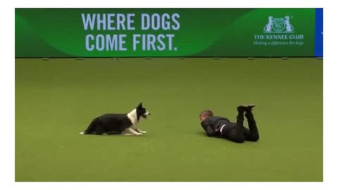 How to Train ANY DOG the Basics