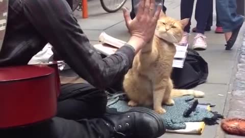 Cute cat 😺 helps a poor man