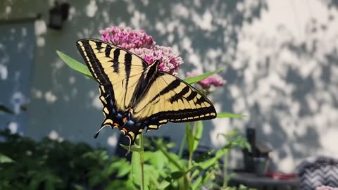 Butterflies in my garden