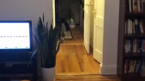 Black cat running around hallway and living room