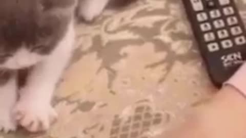 Funny Cat Prank Copycat