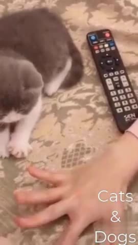 Funny Cat Prank Copycat