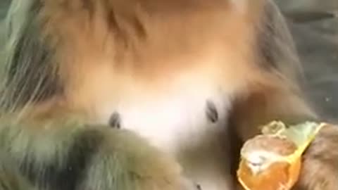 Golden snubbed nosed monkey eating an orange
