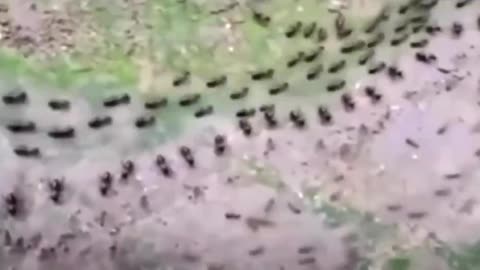 A row of termites and a row of ants, both protected by a column of soldiers