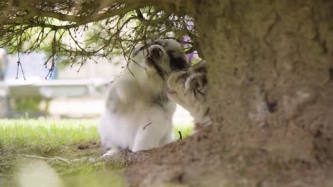 A pair of cute little puppies plays with a tree branch - closeup