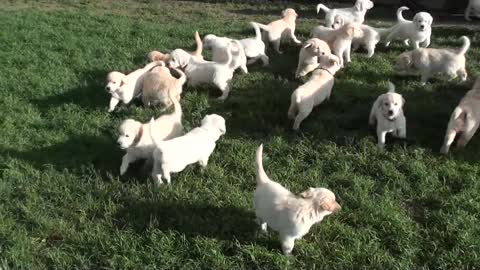 Baby Dogs Cute and Funny Dog Videos Compilation