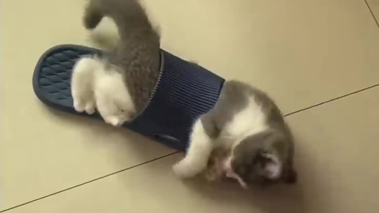 So funny cats compilation 2023