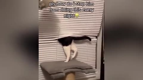 cats funny moments