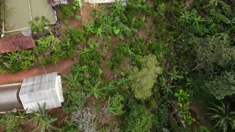 Coffee prices rise as Indonesia farmers struggle