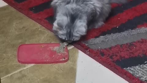 A cat eats a leper😳