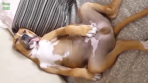 Funny dogs and cats 😅😅😅😅😅😅😅😅