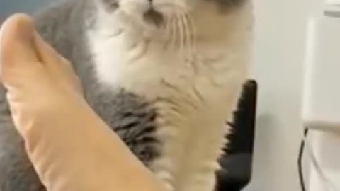 Funny cat