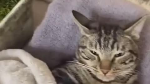 Relaxing Time with my cat