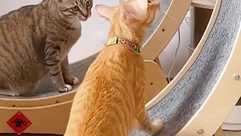 Funny Cat moment