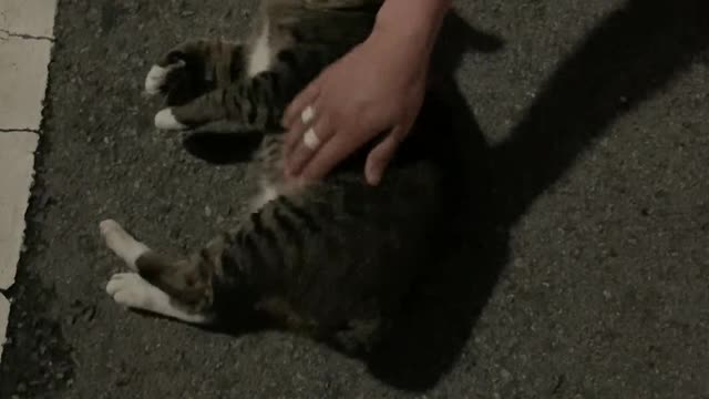 Cats living in the street