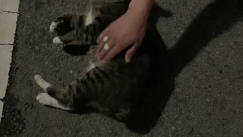 Cats living in the street