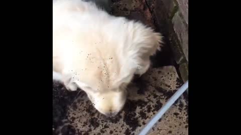 Best Animals 2 Minutes of Funny Cats and Dogs Videos