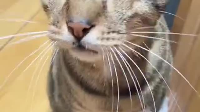 shorts #ytshorts #tiktok #viral #comedy #fyp #funny #laugh #cats #dogs #cute #love #good #animals