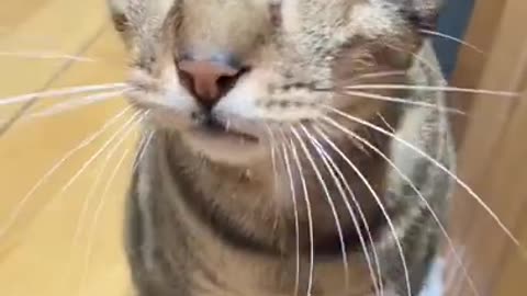 shorts #ytshorts #tiktok #viral #comedy #fyp #funny #laugh #cats #dogs #cute #love #good #animals